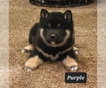 Image preview for Ad Listing. Nickname: Purple Collar
