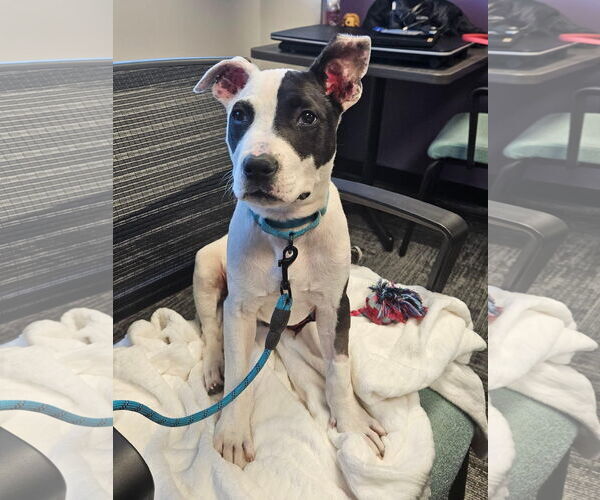 Medium Photo #37 American Pit Bull Terrier Puppy For Sale in Germantown, OH, USA