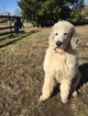 Small Photo #1 Labradoodle Puppy For Sale in BAHAMA, NC, USA