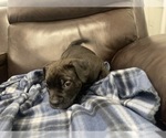 Small Photo #48 American Bully Puppy For Sale in REESEVILLE, WI, USA