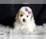 Puppy Rosa Maltipoo