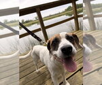 Small #1 Boxer Mix