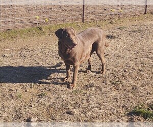 Mother of the Labrador Retriever puppies born on 11/06/2025