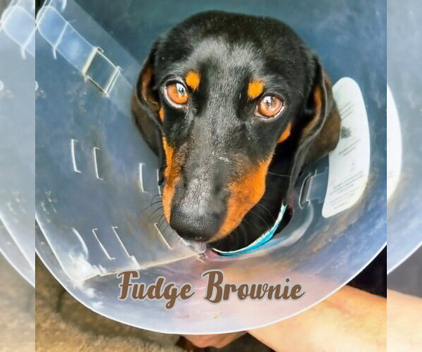 Medium Photo #2 Dachshund Puppy For Sale in San Antonio, TX, USA