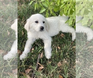 English Cream Golden Retriever Puppy for sale in SACRAMENTO, CA, USA