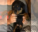 Small Photo #1 Rottweiler Puppy For Sale in WESLEY, AR, USA