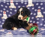 Small Photo #5 Bernese Mountain Dog Puppy For Sale in CLAY, PA, USA