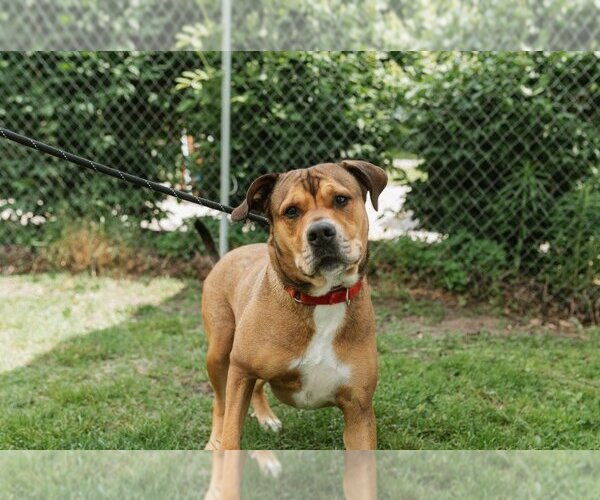 Medium Photo #7 Rottweiler-Unknown Mix Puppy For Sale in Muskegon, MI, USA