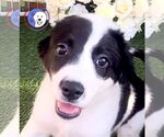Small #7 Great Pyrenees