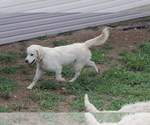 Small Photo #13 English Cream Golden Retriever Puppy For Sale in RINGGOLD, GA, USA