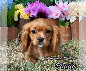 Cavalier King Charles Spaniel Puppy for sale in MIAMI, FL, USA