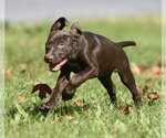 Small Photo #12 Chocolate Labrador retriever-Pointer Mix Puppy For Sale in Mechanicsburg, PA, USA