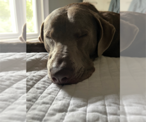 Ozzy Oak - Male Labrador Retriever-Unknown Mix Dog for Adoption - Photo #4
