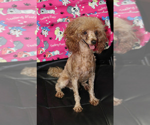 Father of the Poodle (Toy) puppies born on 09/22/2021