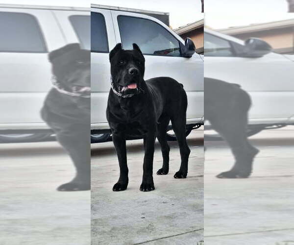 Medium Photo #1 Cane Corso Puppy For Sale in KERMAN, CA, USA