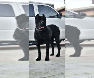 Cane Corso Puppy for Sale in KERMAN, California USA