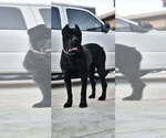 Small Photo #1 Cane Corso Puppy For Sale in KERMAN, CA, USA