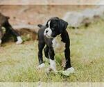 Small Boxer
