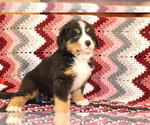 Small Photo #4 Bernese Mountain Dog Puppy For Sale in SHILOH, OH, USA