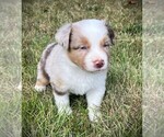 Small #7 Miniature Australian Shepherd