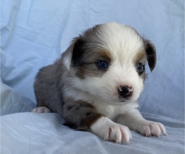 Medium Photo #3 Miniature Australian Shepherd Puppy For Sale in BRANDON, MS, USA