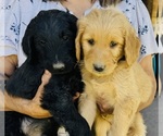 Small Goldendoodle