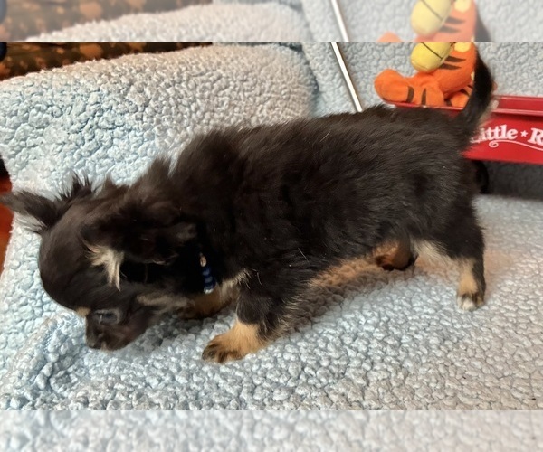 Medium Photo #2 Chihuahua Puppy For Sale in NEWVILLE, PA, USA
