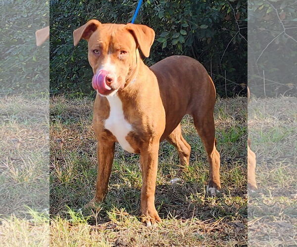 Medium Photo #6 American Pit Bull Terrier-Labrador Retriever Mix Puppy For Sale in Wetumpka, AL, USA
