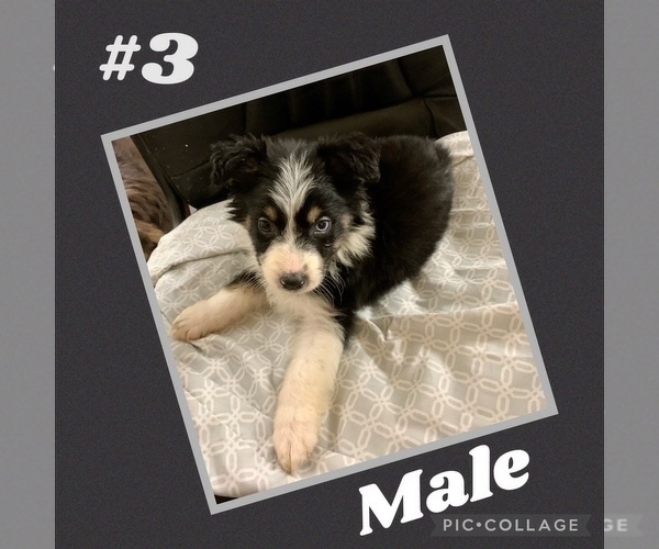 Medium Photo #1 Australian Shepherd Puppy For Sale in SARALAND, AL, USA