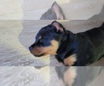 Small #6 Rottweiler