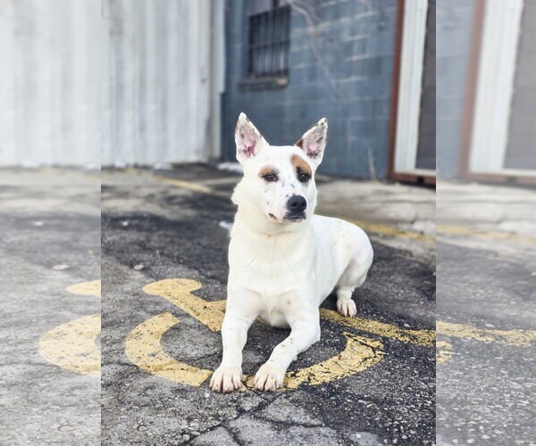 Medium Photo #6 Mutt Puppy For Sale in Sandy, UT, USA