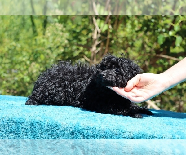 Medium Photo #33 Poodle (Toy) Puppy For Sale in DYERSBURG, TN, USA