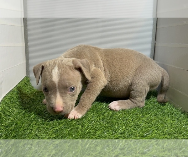 Medium Photo #9 American Bully Puppy For Sale in PERRIS, CA, USA