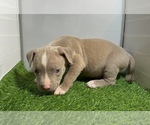 Small #8 American Bully