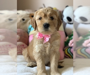 Goldendoodle Puppy for sale in MORLEY, MI, USA