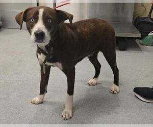 Mutt Dogs for adoption in Orange, CA, USA