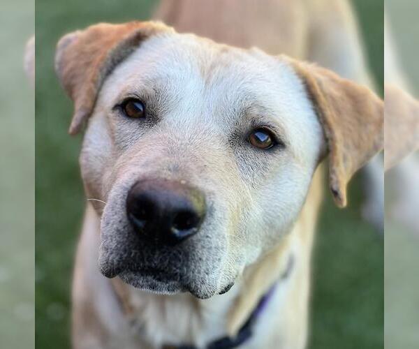 Medium Photo #5 Labrador Retriever-Unknown Mix Puppy For Sale in San Diego, CA, USA