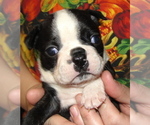Puppy Otto Boston Terrier
