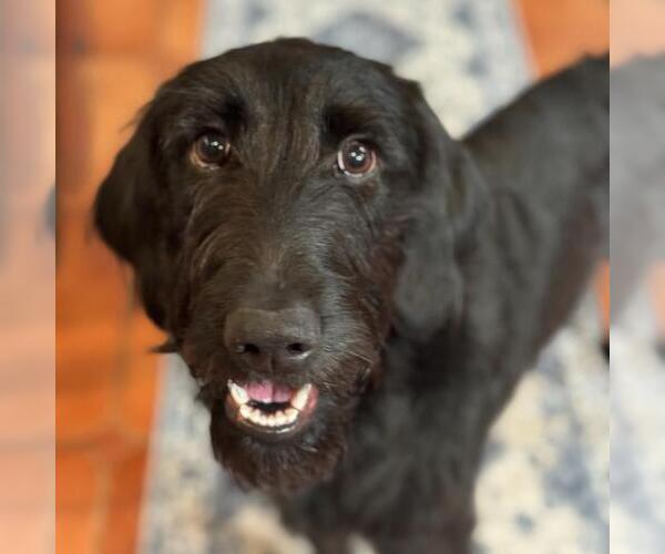 Medium Photo #2 Miniature Labradoodle Puppy For Sale in San Diego, CA, USA