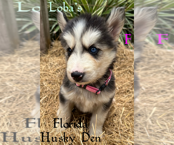 Medium Photo #2 Siberian Husky Puppy For Sale in NEW PORT RICHEY, FL, USA