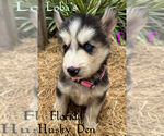 Small #1 Siberian Husky