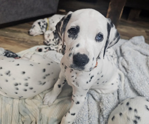 Dalmatian Puppy for sale in BLOOMFIELD, IN, USA