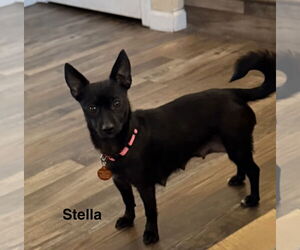 Chihuahua-Unknown Mix Dogs for adoption in Colorado Springs, CO, USA