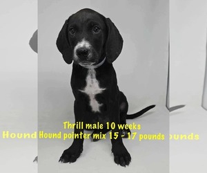Pointer-Unknown Mix Dogs for adoption in pomfret, CT, USA