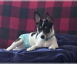 Small #9 Chihuahua Mix