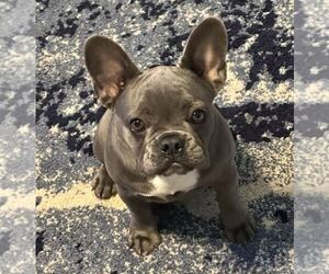French Bulldog Puppy for sale in FAIRFIELD, CA, USA