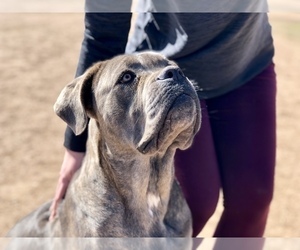 Mother of the Cane Corso puppies born on 03/05/2019