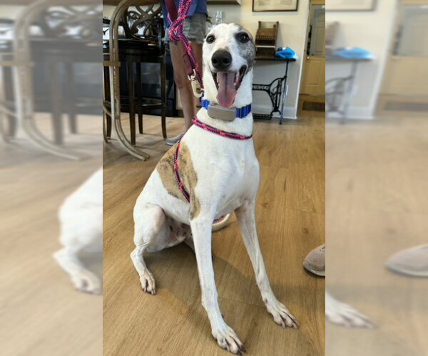 Medium Photo #2 Greyhound Puppy For Sale in Cherry Hill, NJ, USA