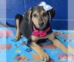 Small #2 Mutt