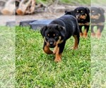 Small Photo #16 Rottweiler Puppy For Sale in PELHAM, GA, USA